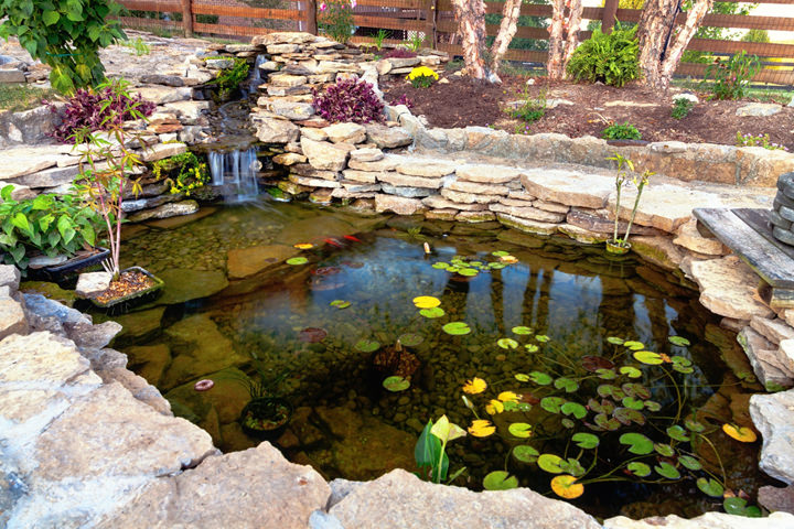 A beautiful ornamental pond with fish