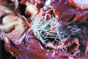 Canine Heartworm