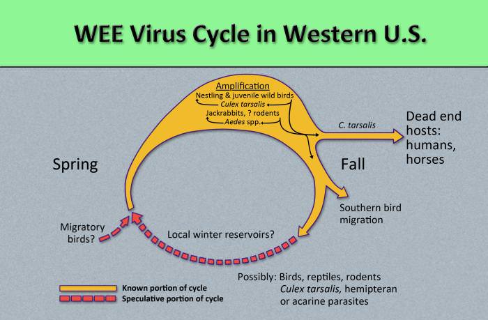 Western Equine Encephalitis Virus Cycle in Western U.S.