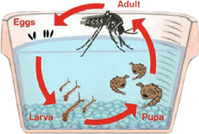 Aedes Development Cycle