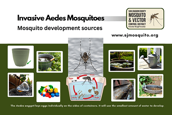 Mosquito development sources