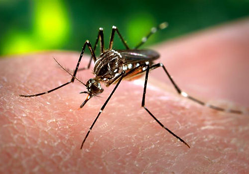 Day Biting Mosquitoes - Aedes Aegypti