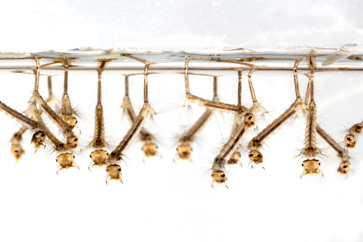 Photo of immature mosquitoes in larvae form