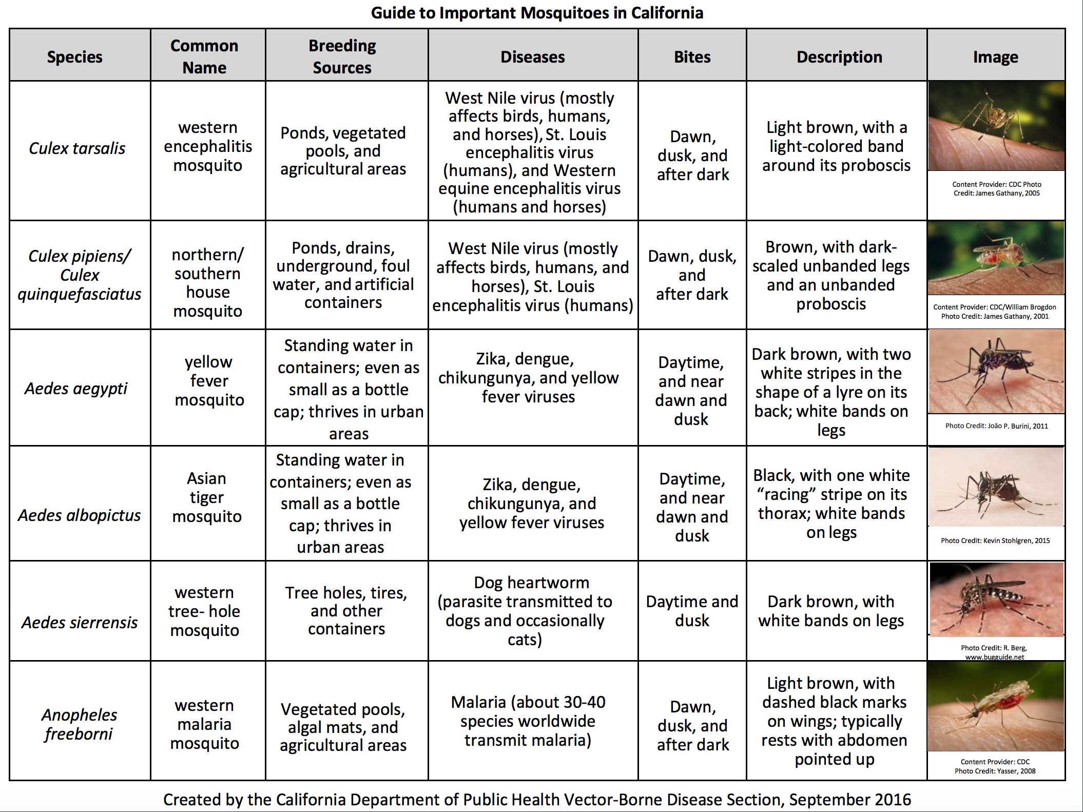 Mosquito on skin Guide to important mosquitoes in California
