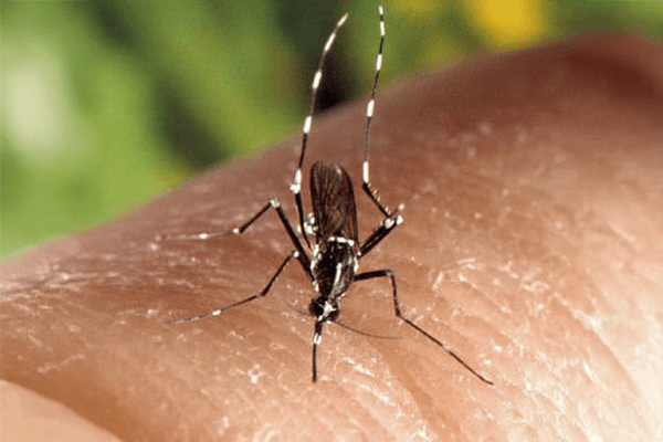 Aedes albopictus on skin