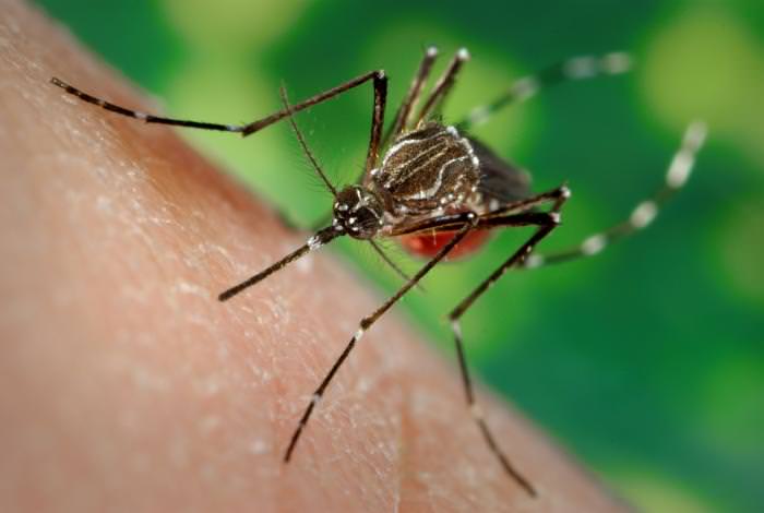 Aedes aegypti on skin