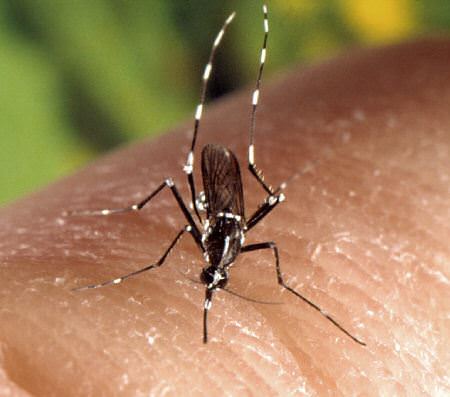 Aedes albopictus on skin