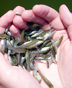 Mosquitofishes held in palm of hands