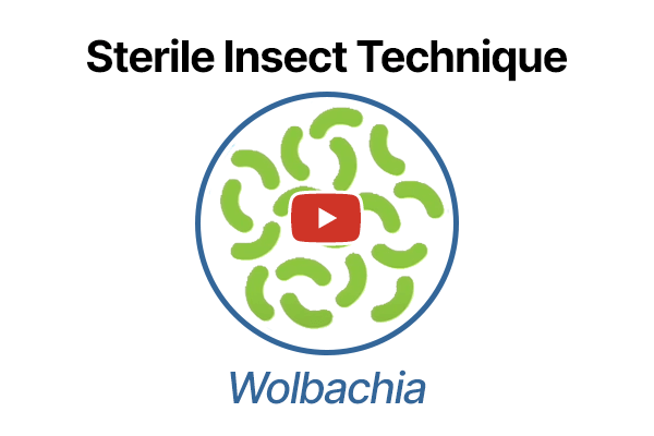 Watch Video of Sterile Insect Technique Wolbachia